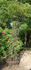Printemps Fleuri rose photo