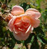 Independence Day rose photo