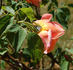 Independence Day rose photo