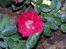 Hope and Joy rose photo