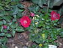Hope and Joy rose photo