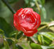 Margo Koster, Cl. rose photo