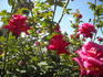 Swarthmore rose photo