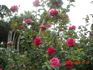 Swarthmore rose photo