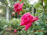 Swarthmore rose photo
