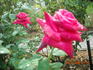 Swarthmore rose photo