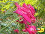 Swarthmore rose photo