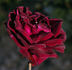 Bonne Nuit rose photo