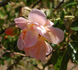 Jacotte rose photo