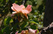 Jacotte rose photo