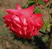Edith de Martinelli, Cl. ® rose photo