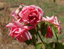 Edith de Martinelli, Cl. ® rose photo