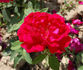 Alsterufer rose photo