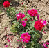 Alsterufer rose photo