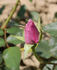 Lagoon rose photo