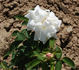 Marguerite Guillard rose photo