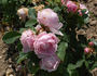 Léonie Lambert rose photo