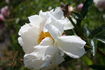 A la Mode peony photo