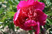 Charles Burgess peony photo
