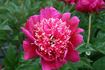 Cuckoos Nest peony photo