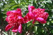 Nippon Beauty peony photo