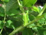 Reta Bugnet rose photo