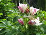 Reta Bugnet rose photo