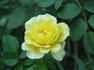 Small Talk (floribunda, Swim rose photo