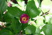 Obovata peony photo