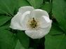 Japonica peony photo