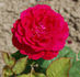 Albert la Blotais rose photo