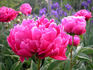 General MacMahon peony photo