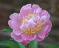 Garden Parfait peony photo