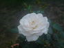 Cheek To Cheek ™ rose photo