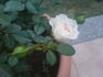 Cheek To Cheek ™ rose photo