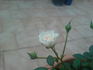 Cheek To Cheek ™ rose photo