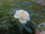 Cheek To Cheek ™ rose photo