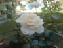 Cheek To Cheek ™ rose photo