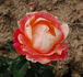 Aimé Jacquet rose photo