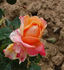Aimé Jacquet rose photo