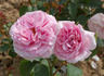 Abbaye de Valsaintes ® rose photo