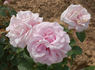 Abbaye de Valsaintes ® rose photo