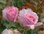 Abbaye de Valsaintes ® rose photo