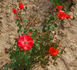 Orange Passion ™ rose photo