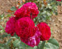 Empreinte rose photo