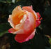 Aimé Jacquet rose photo