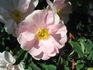 Gay Centennial rose photo