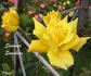 Summer Sunshine rose photo