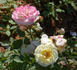 Aurore de Jacques-Marie ® rose photo