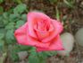 Raphaela rose photo